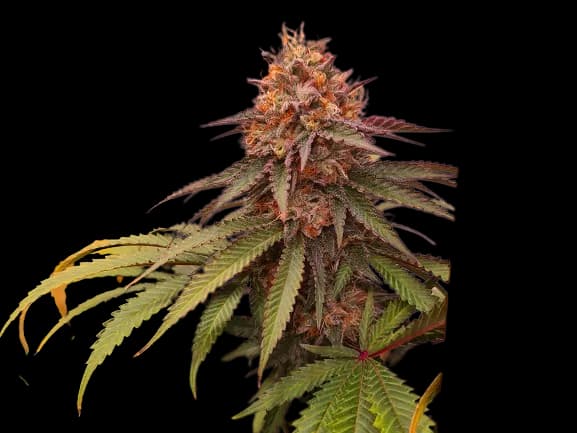 Double Tangie Banana cannabis seeds packaging — Royal King Seeds Australia