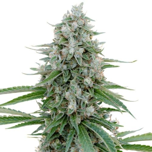 Dr. Who cannabis seeds packaging — Royal King Seeds Australia