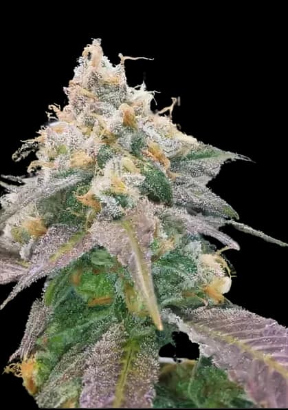 Dream Berry cannabis seeds packaging — Royal King Seeds Australia