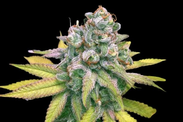 Dream Police cannabis seeds packaging — Royal King Seeds Australia