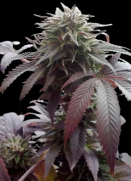 Durga Mata cannabis seeds packaging — Royal King Seeds Australia
