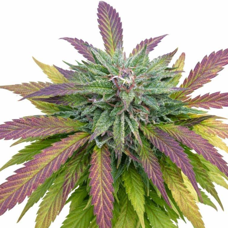 Dutch Hawaiian cannabis seeds packaging — Royal King Seeds Australia