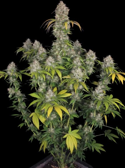 Dutch Kush cannabis seeds packaging — Royal King Seeds Australia