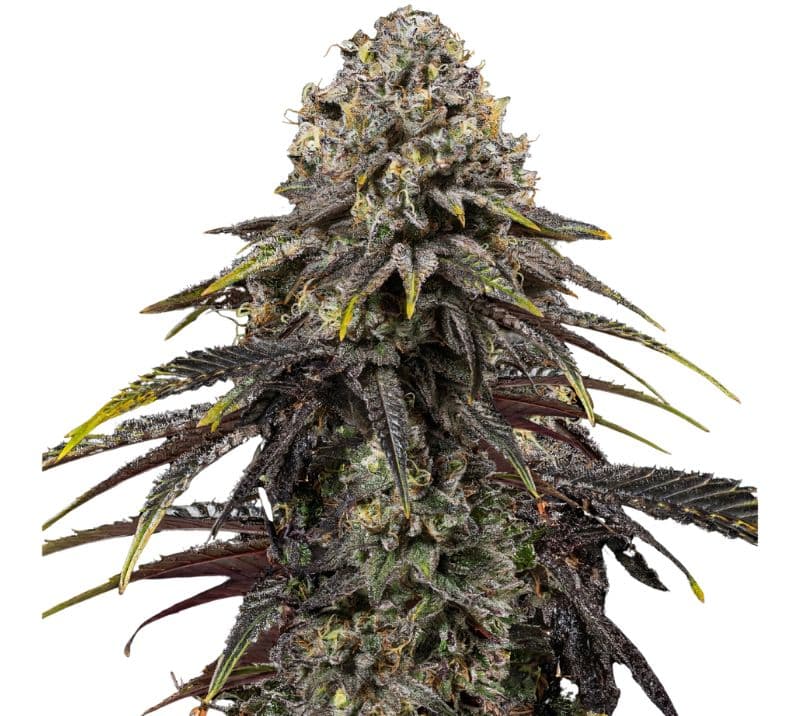 Dynamite Diesel cannabis seeds packaging — Royal King Seeds Australia