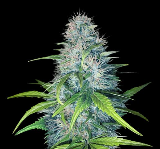 Early Miss cannabis seeds packaging — Royal King Seeds Australia