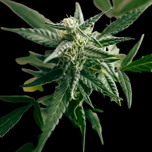 Edelweiss cannabis seeds packaging — Royal King Seeds Australia