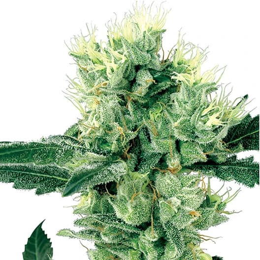 El Jefe cannabis seeds packaging — Royal King Seeds Australia
