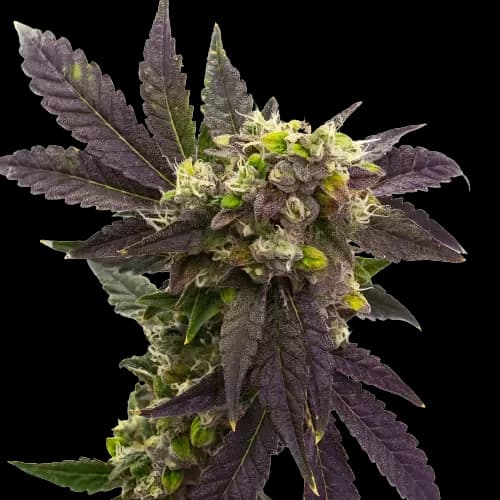 Electric Blue cannabis seeds packaging — Royal King Seeds Australia