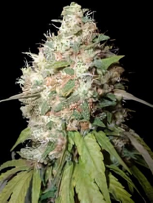 Endless Sky cannabis seeds packaging — Royal King Seeds Australia