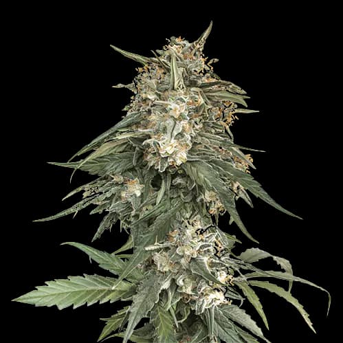 Enemy of the State cannabis seeds packaging — Royal King Seeds Australia