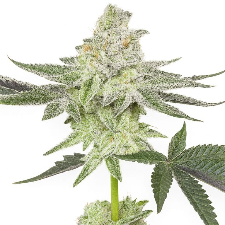 Envy cannabis seeds packaging — Royal King Seeds Australia