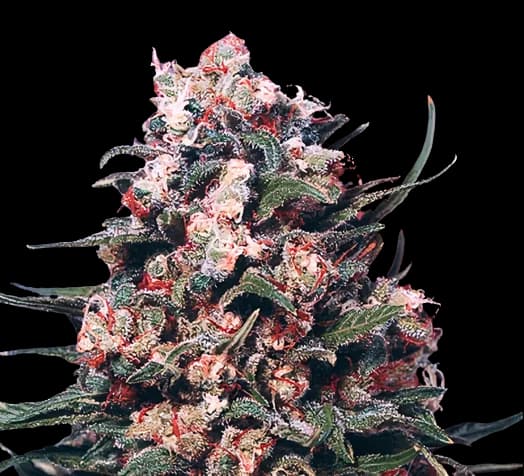 Eran Almog cannabis seeds packaging — Royal King Seeds Australia