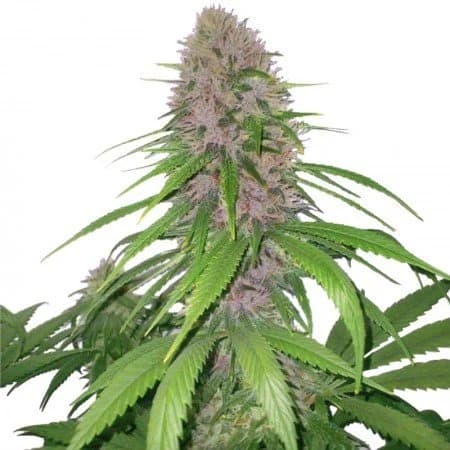 Euforia cannabis seeds packaging — Royal King Seeds Australia