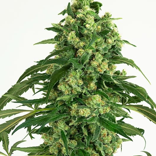 Euphoria Cookies cannabis seeds packaging — Royal King Seeds Australia