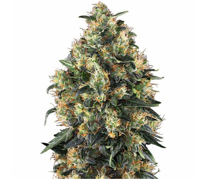 Everlast cannabis seeds packaging — Royal King Seeds Australia