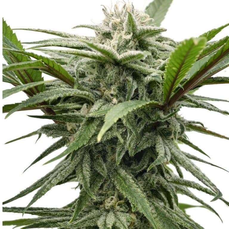 Ewok cannabis seeds packaging — Royal King Seeds Australia