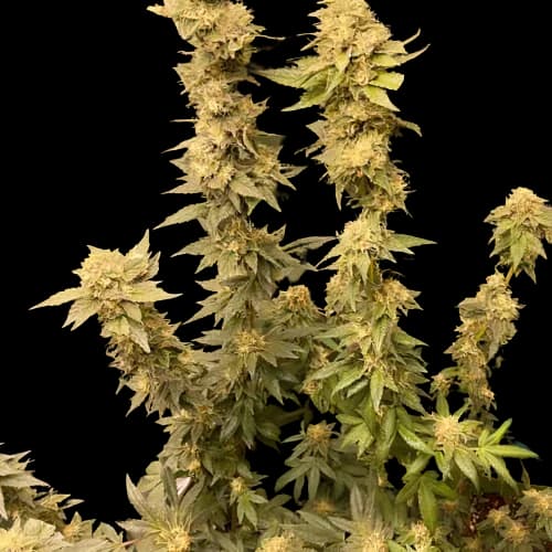 Extreme Cream cannabis seeds packaging — Royal King Seeds Australia
