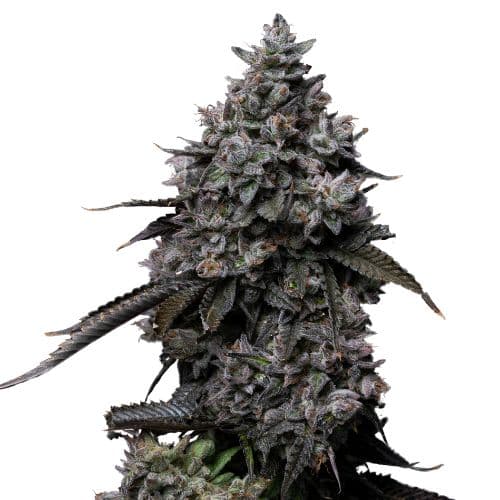 Fat Nelson cannabis seeds packaging — Royal King Seeds Australia
