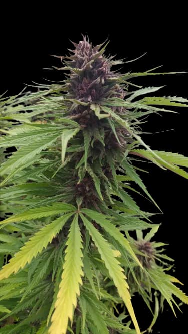 Fat Purple cannabis seeds packaging — Royal King Seeds Australia