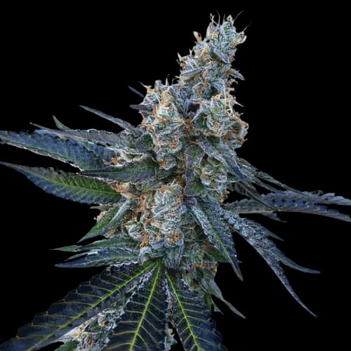 Faygo Red Pop cannabis seeds packaging — Royal King Seeds Australia