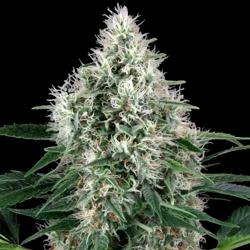 Fire OG cannabis seeds packaging — Royal King Seeds Australia