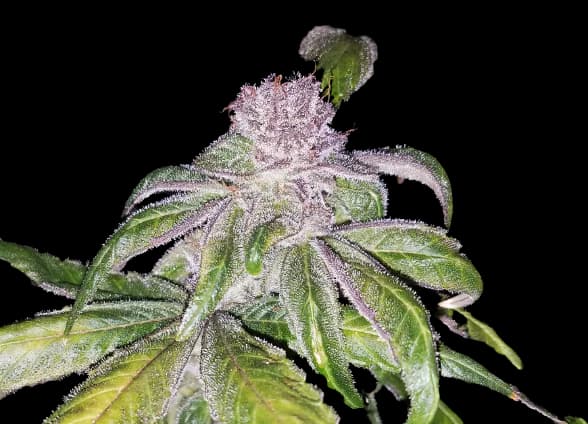 Flo cannabis seeds packaging — Royal King Seeds Australia