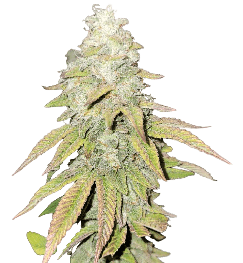 Flo OG cannabis seeds packaging — Royal King Seeds Australia