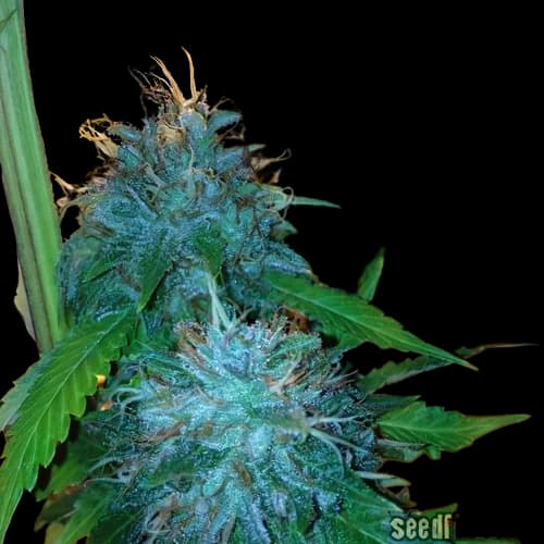 Flowerbomb Kush cannabis seeds packaging — Royal King Seeds Australia