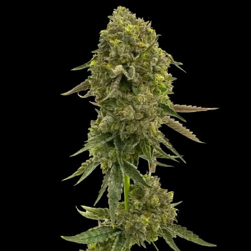 Flying Princess cannabis seeds packaging — Royal King Seeds Australia