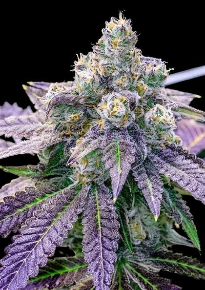FPOG cannabis seeds packaging — Royal King Seeds Australia