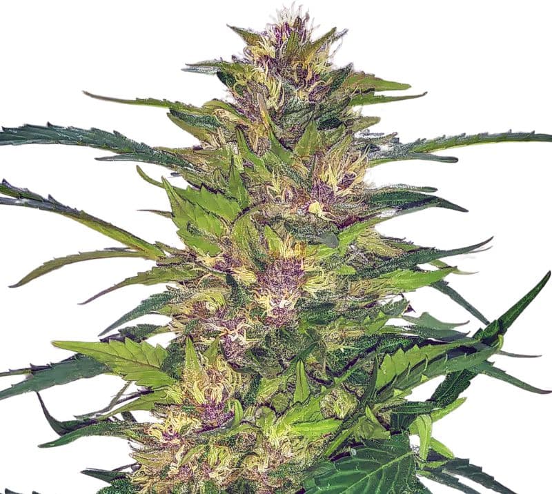 Freezeland cannabis seeds packaging — Royal King Seeds Australia