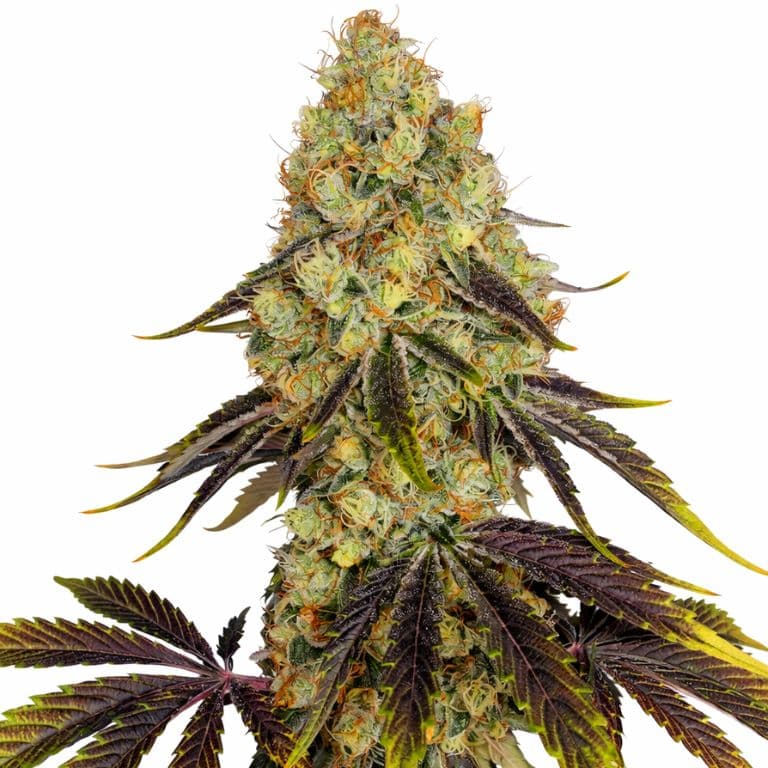 French Cookies cannabis seeds packaging — Royal King Seeds Australia