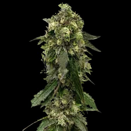 Fresh Cookies cannabis seeds packaging — Royal King Seeds Australia