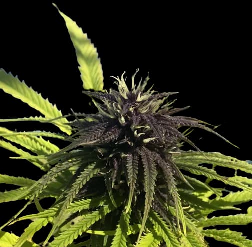 Frida cannabis seeds packaging — Royal King Seeds Australia