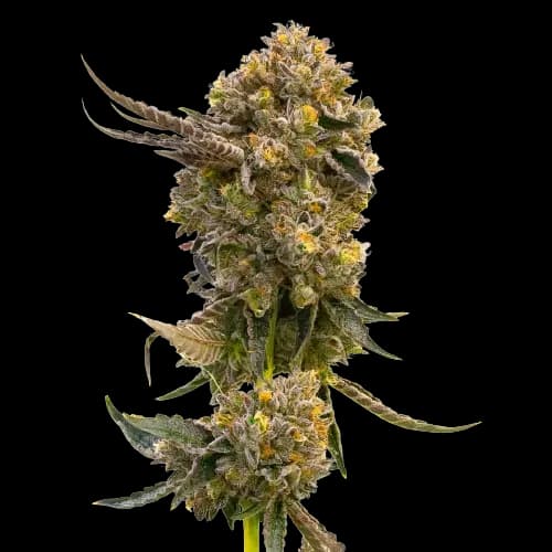 Fruit cannabis seeds packaging — Royal King Seeds Australia
