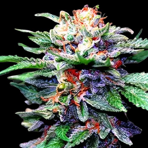 Fruity Chronic Juice cannabis seeds packaging — Royal King Seeds Australia