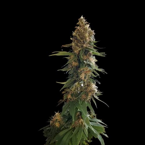 Fruity Widow cannabis seeds packaging — Royal King Seeds Australia