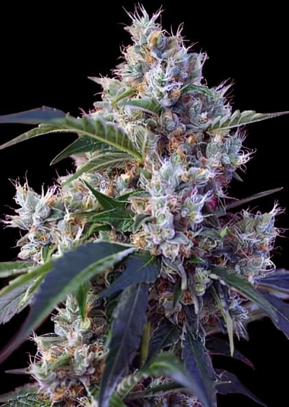 Fruitylicious cannabis seeds packaging — Royal King Seeds Australia