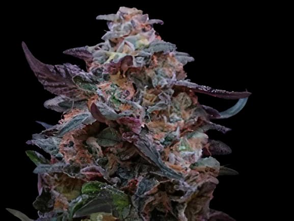 Funky Monkey cannabis seeds packaging — Royal King Seeds Australia