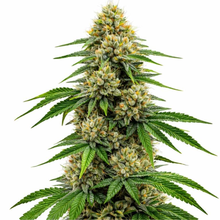 Future cannabis seeds packaging — Royal King Seeds Australia