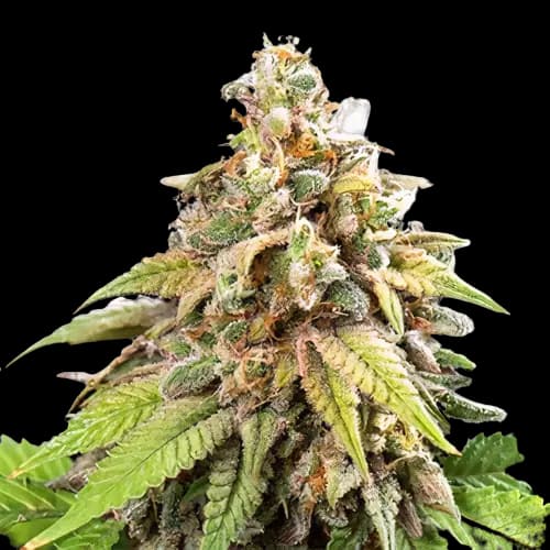 Galactic Jack cannabis seeds packaging — Royal King Seeds Australia