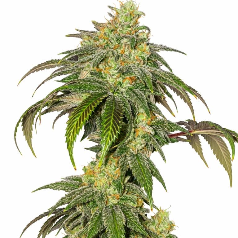 Garlic Bud cannabis seeds packaging — Royal King Seeds Australia