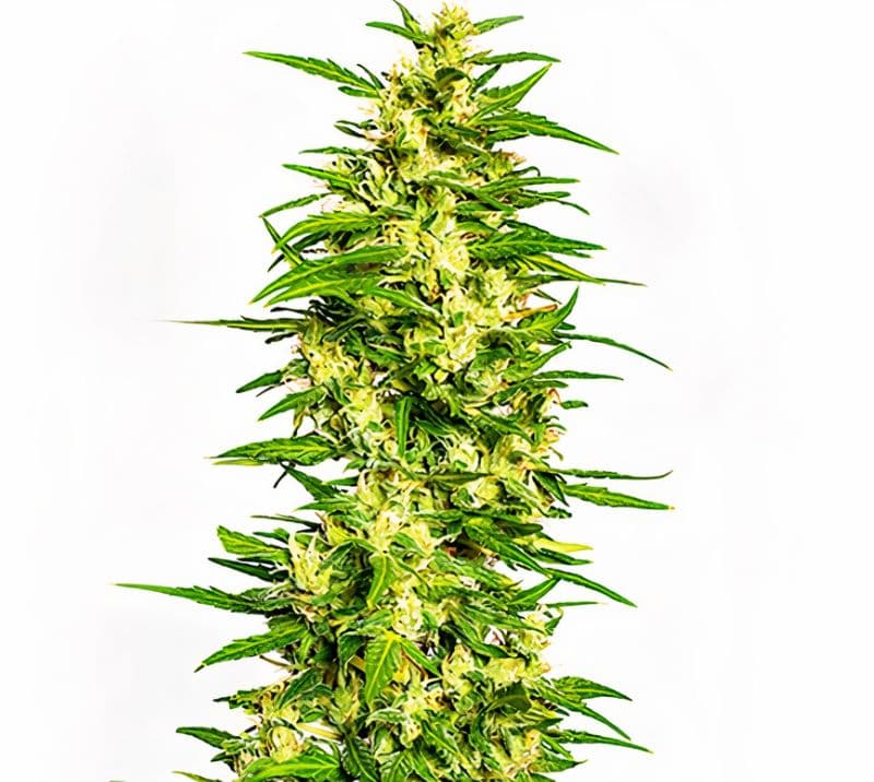 Gatekeeper OG cannabis seeds packaging — Royal King Seeds Australia