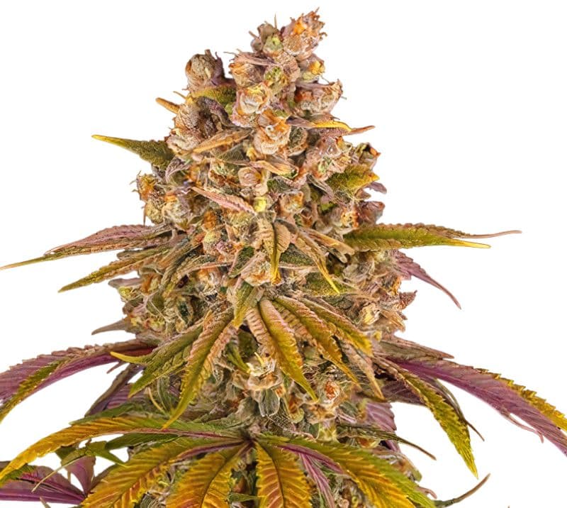 Gelato Cake cannabis seeds packaging — Royal King Seeds Australia