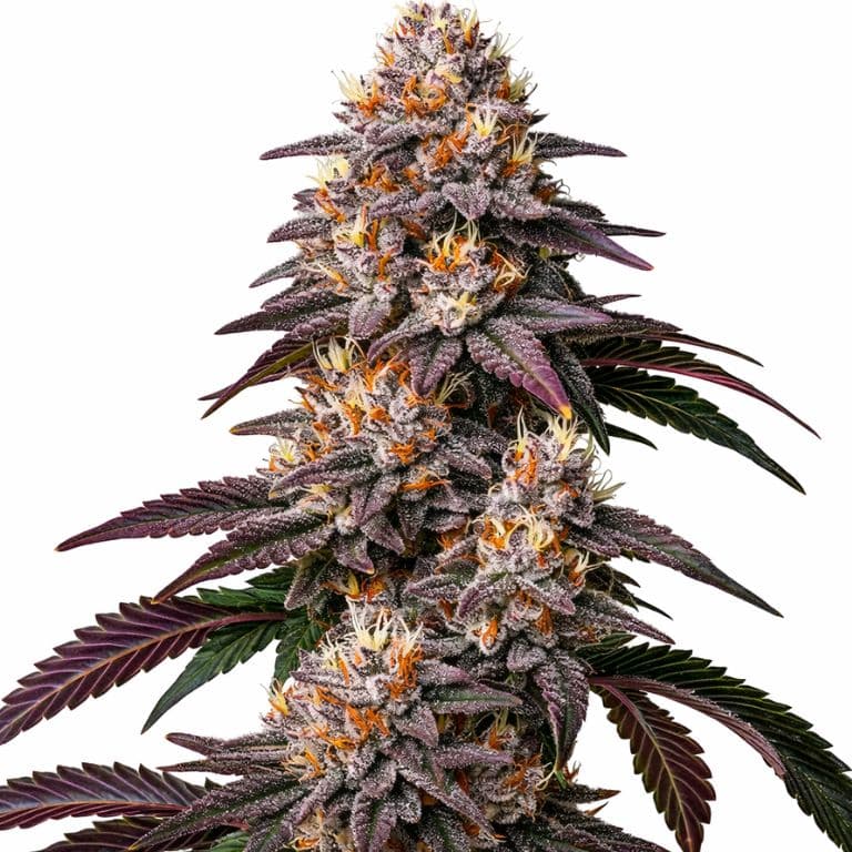 Gelato cannabis seeds packaging — Royal King Seeds Australia