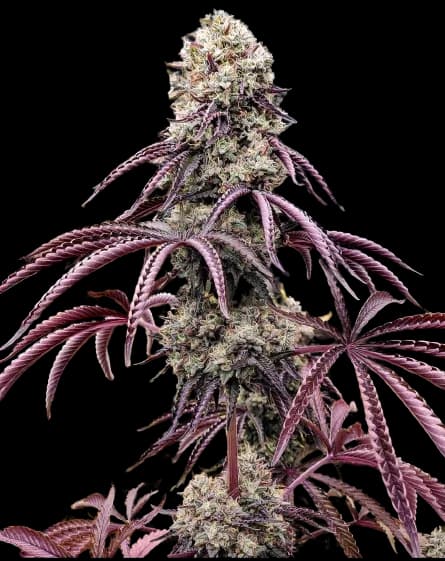 Georgia Pie cannabis seeds packaging — Royal King Seeds Australia