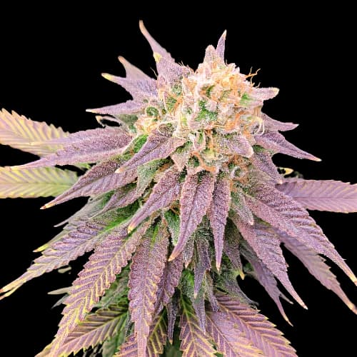 Ghost OG cannabis seeds packaging — Royal King Seeds Australia