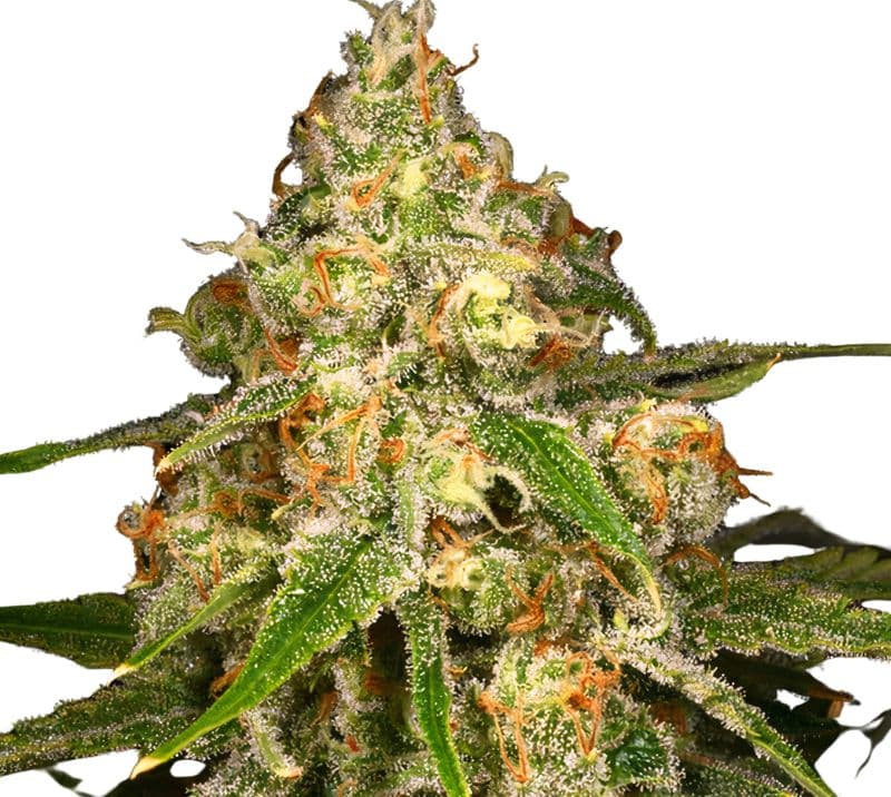 Ginger Ale cannabis seeds packaging — Royal King Seeds Australia