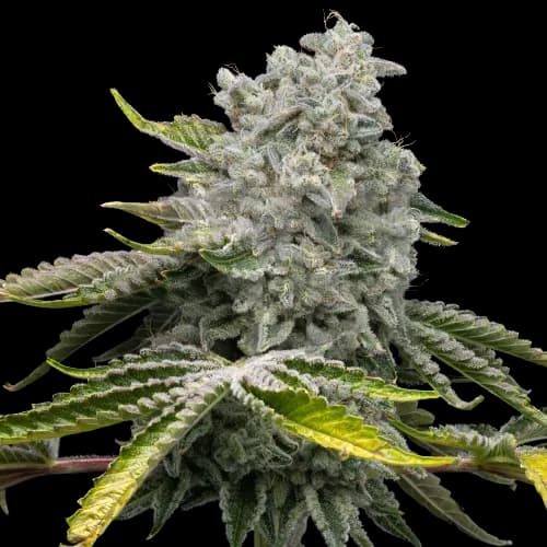 Glass Apple cannabis seeds packaging — Royal King Seeds Australia