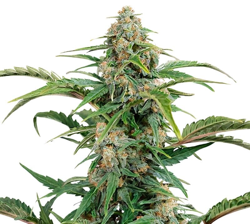 Glass Slipper cannabis seeds packaging — Royal King Seeds Australia